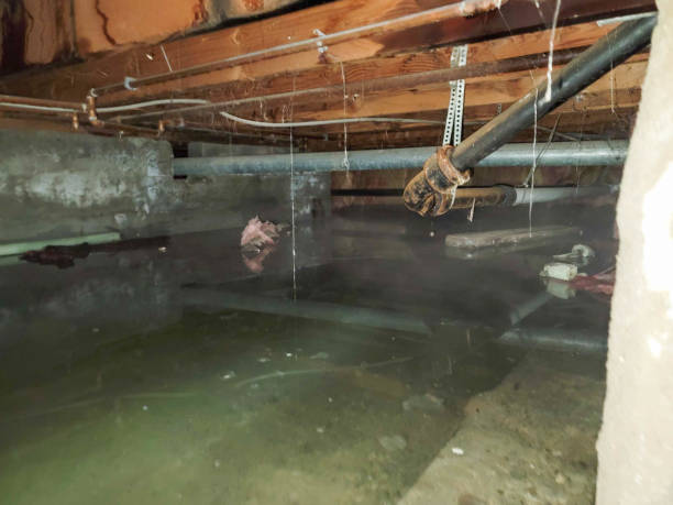 Best Ceiling water damage repair  in Phelan, CA
