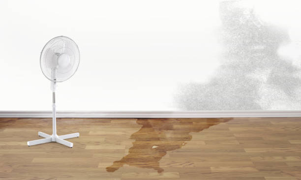 Best Water damage restoration near me  in Phelan, CA