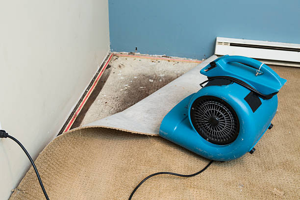 Best Water damage cleanup near me  in Phelan, CA
